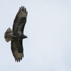 Bussard