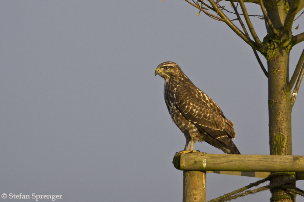 Bussard