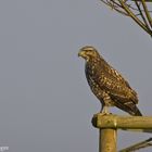 Bussard