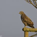 Bussard