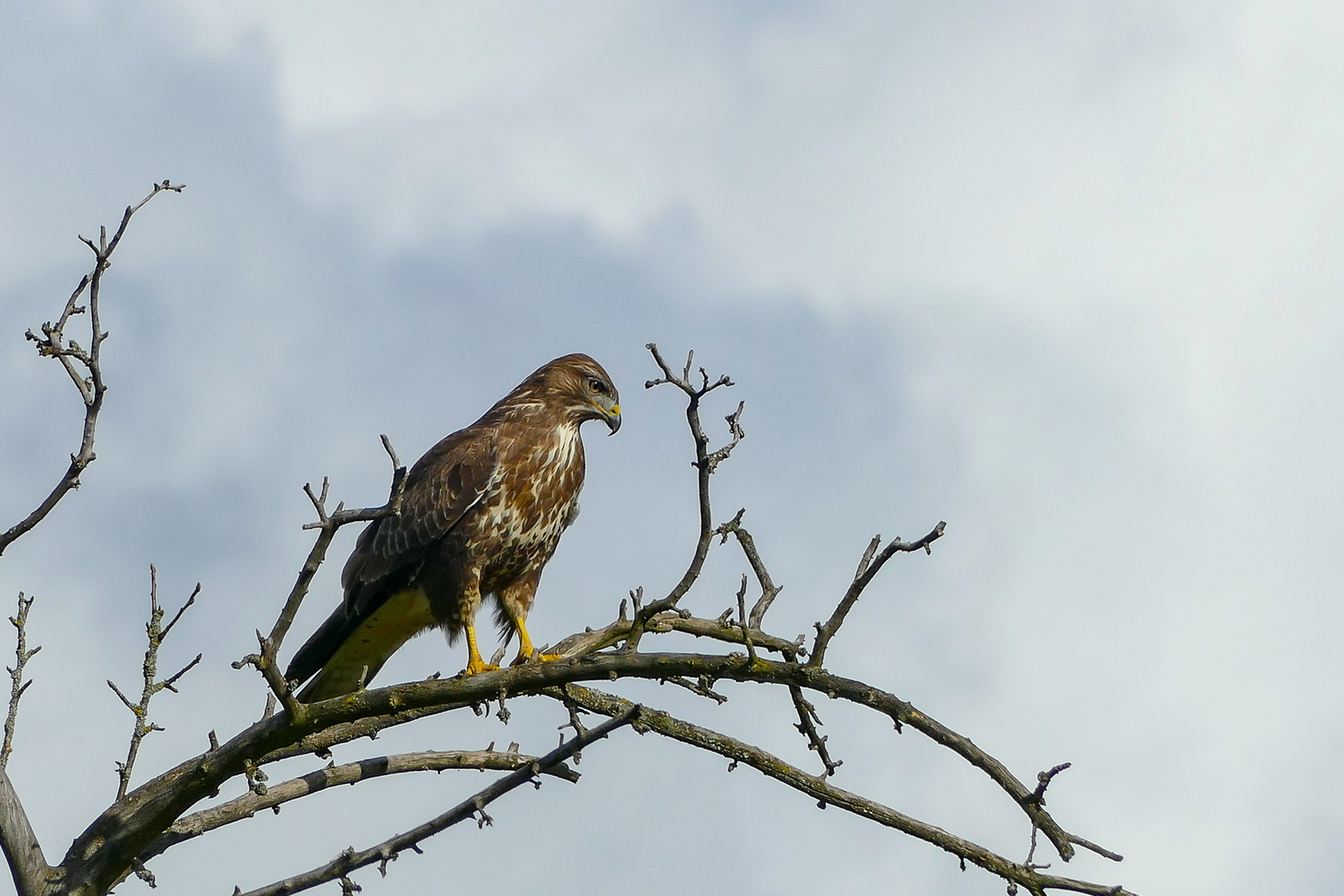 Bussard 