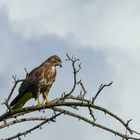 Bussard 