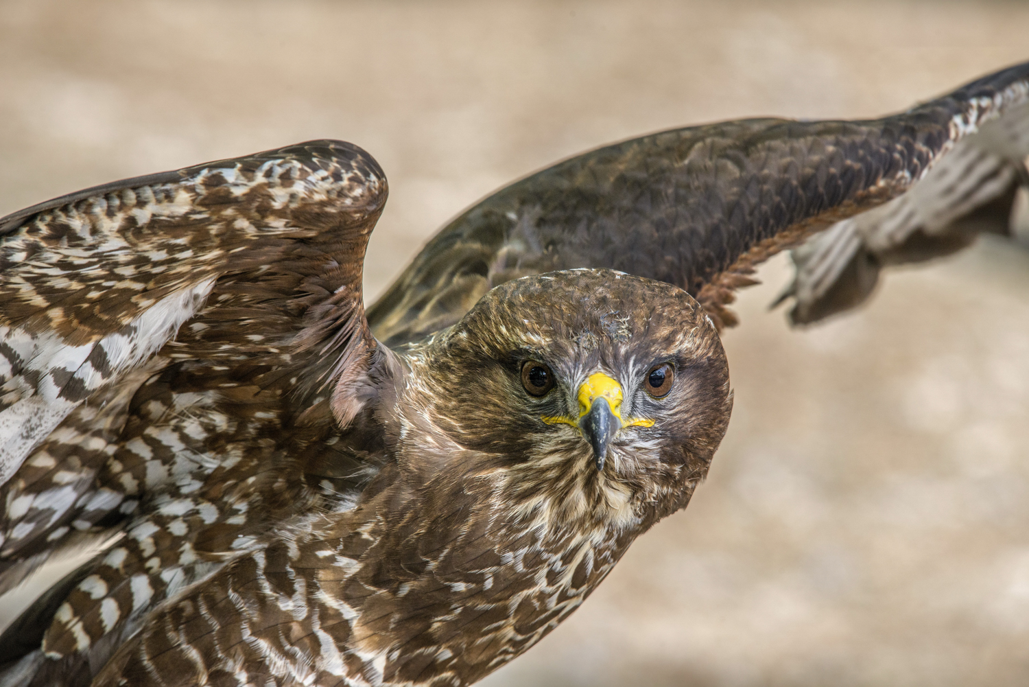 Bussard (1)