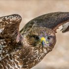 Bussard (1)