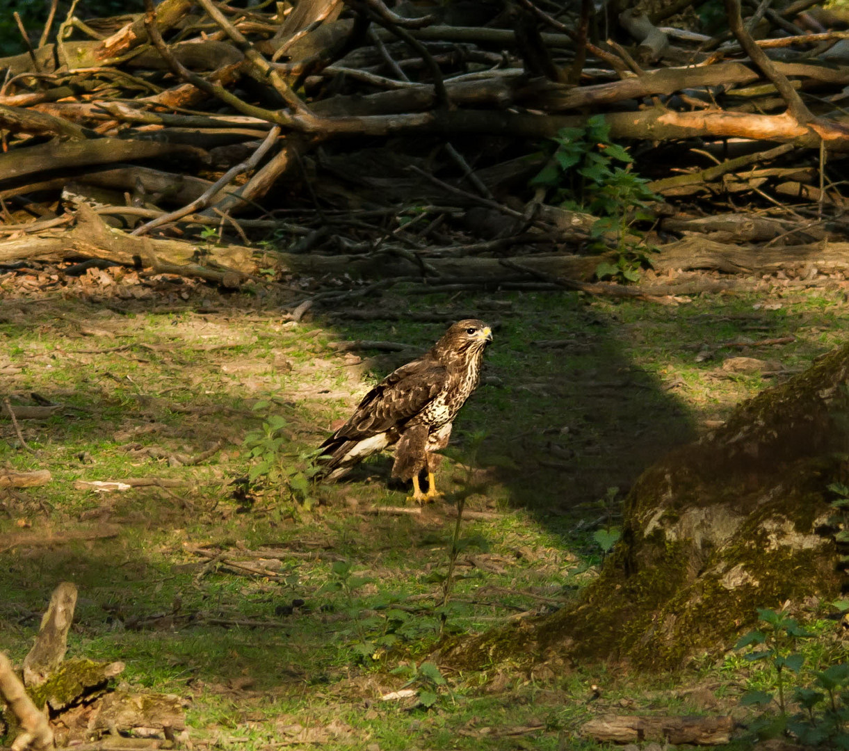 Bussard 1