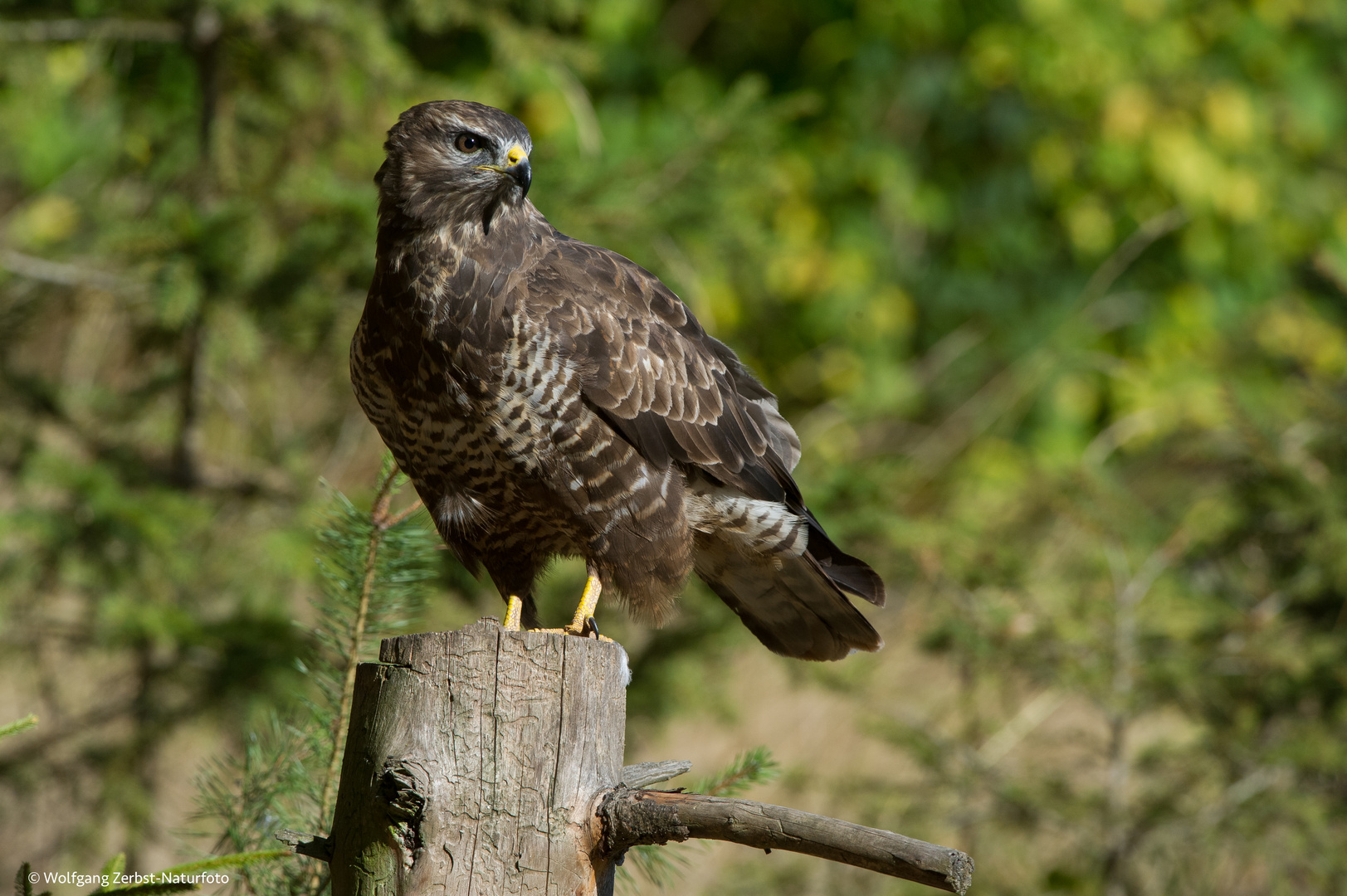 --- Bussard 1 ---