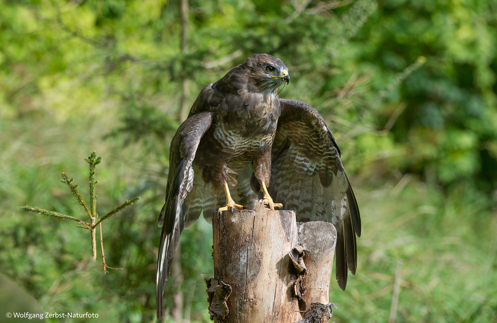 --- Bussard 1 ---