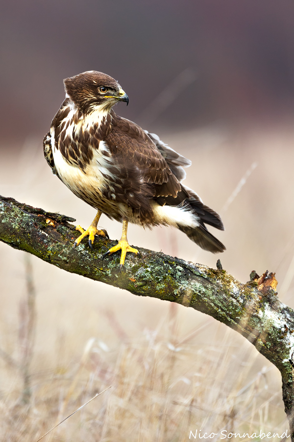 Bussard 1