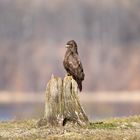 Bussard 1