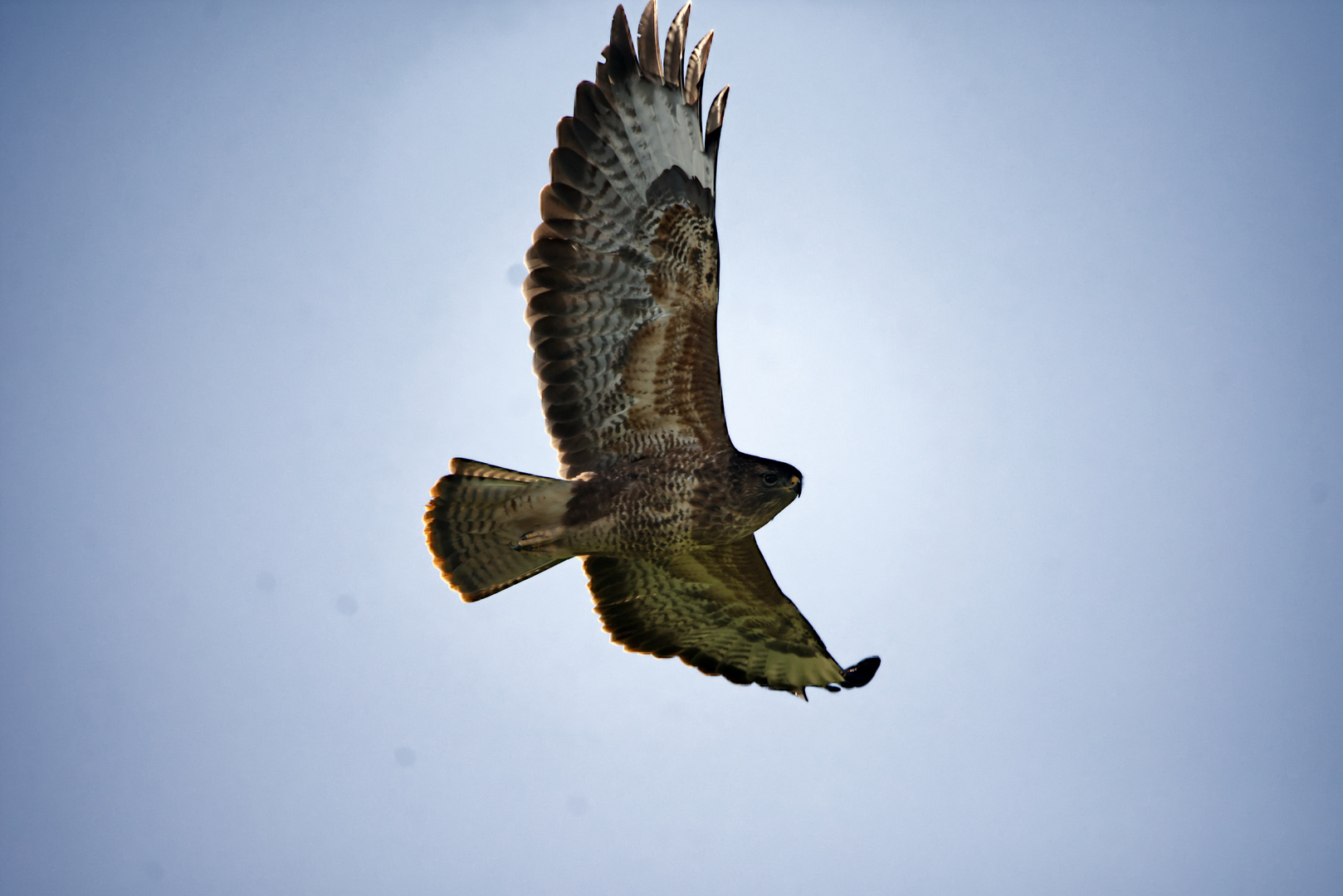 Bussard 1