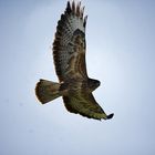 Bussard 1