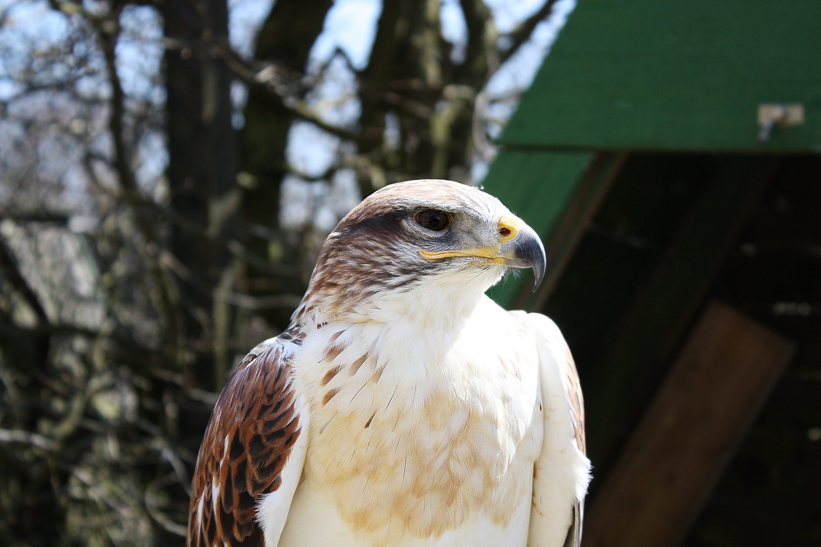 bussard 1