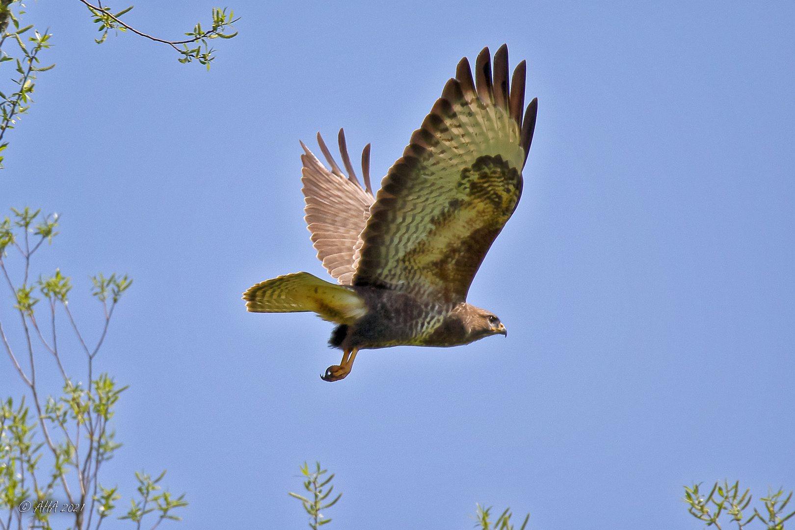 Bussard - 1