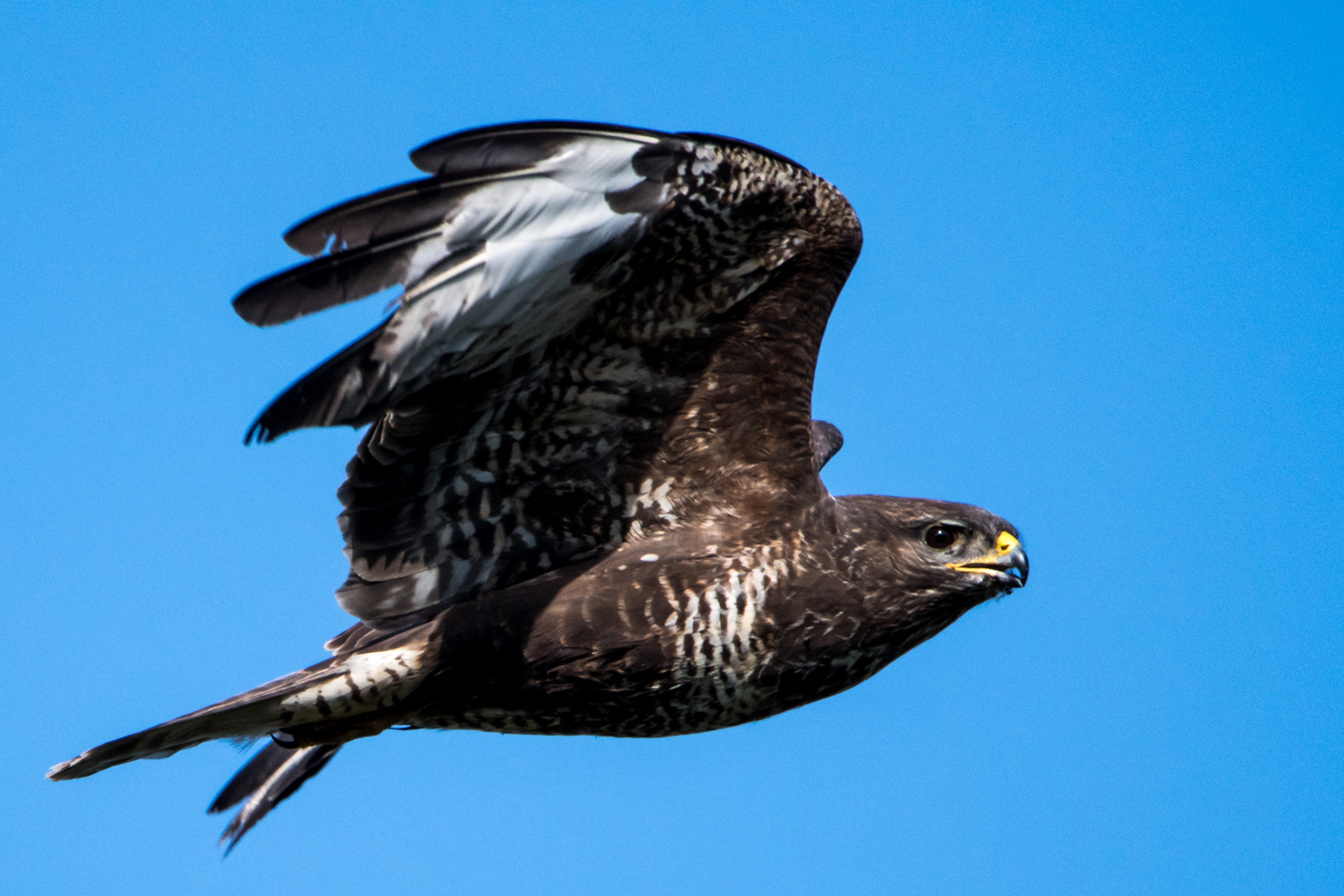 Bussard 1