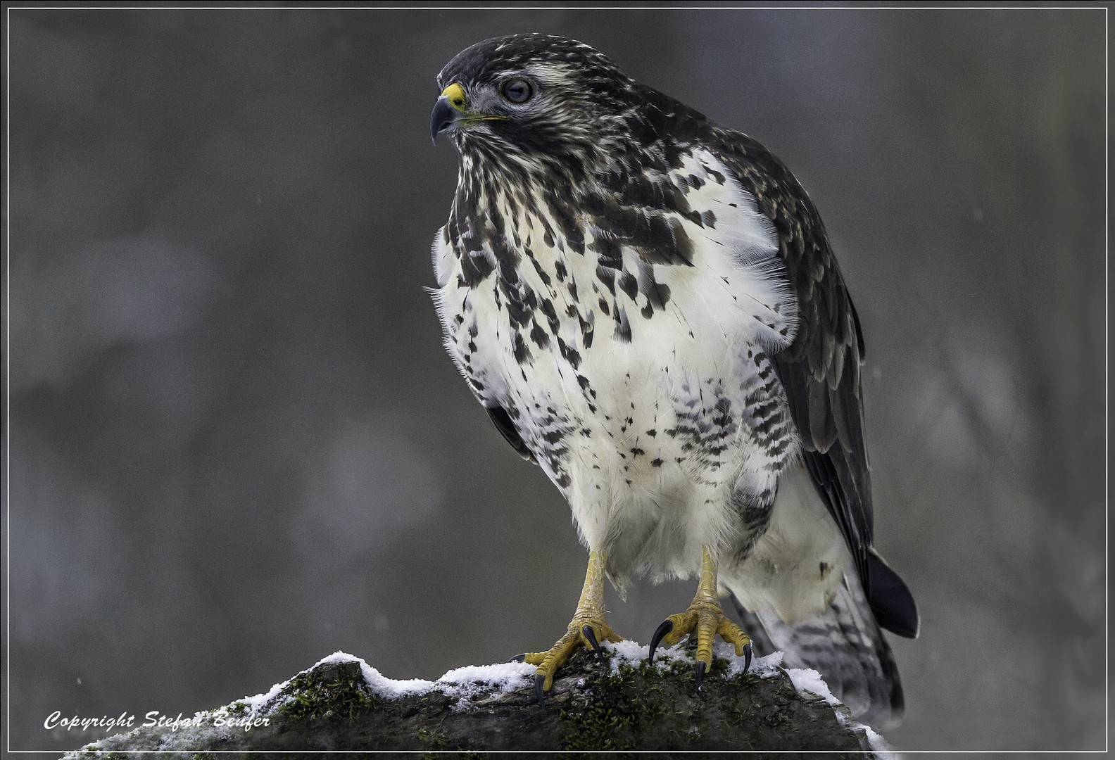 Bussard 1