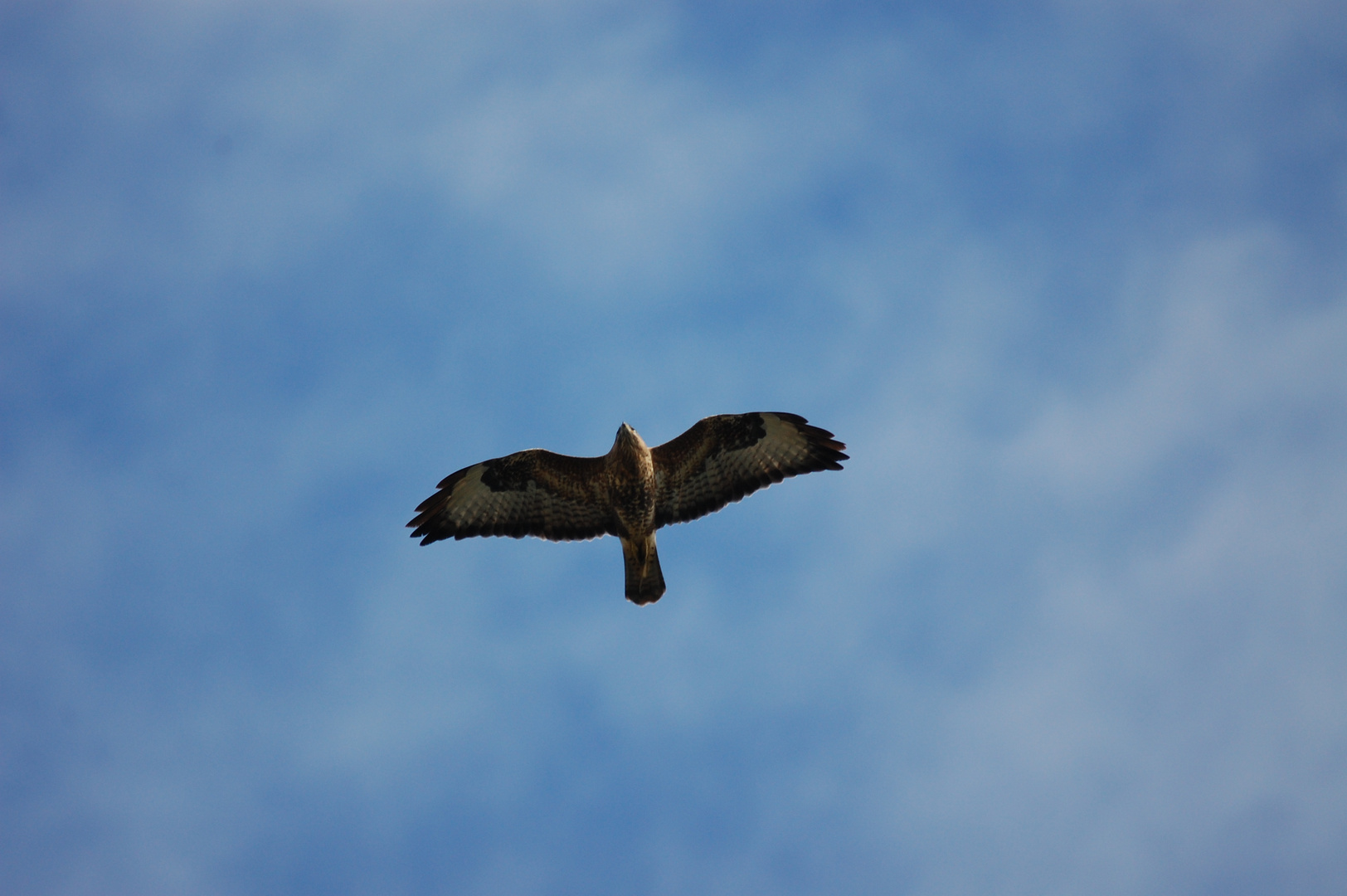 Bussard 1