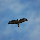 Bussard 1