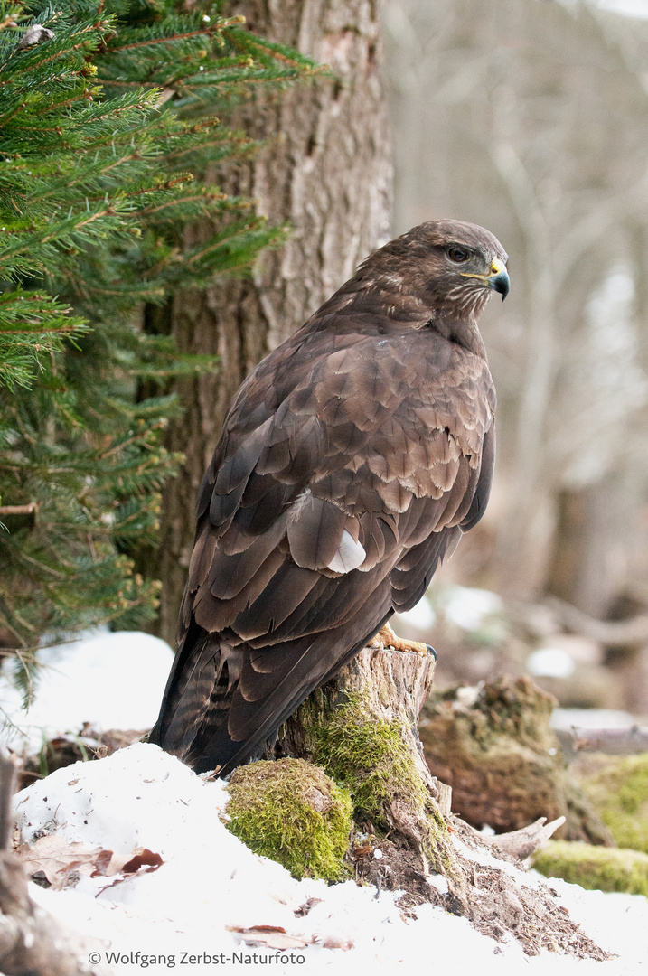 --- Bussard 1 ---  ( Buteo buteo )