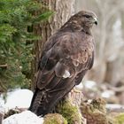 --- Bussard 1 ---  ( Buteo buteo )