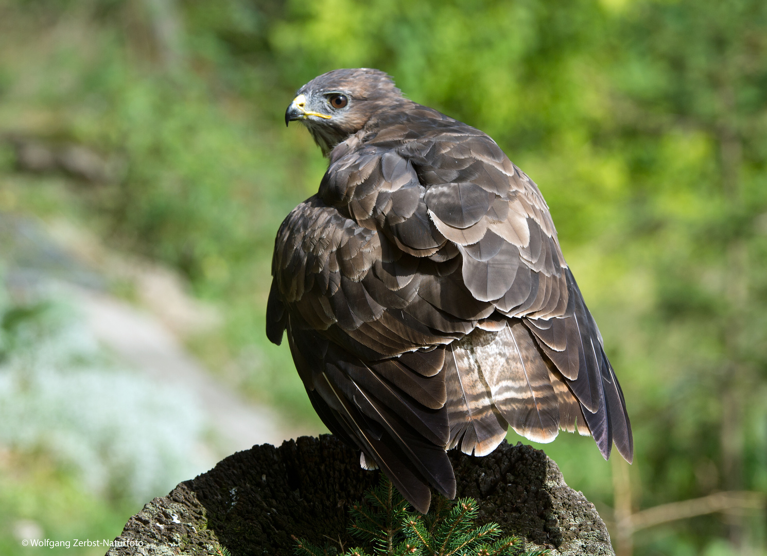 --- Bussard 1 ---      ( Buteo buteo )