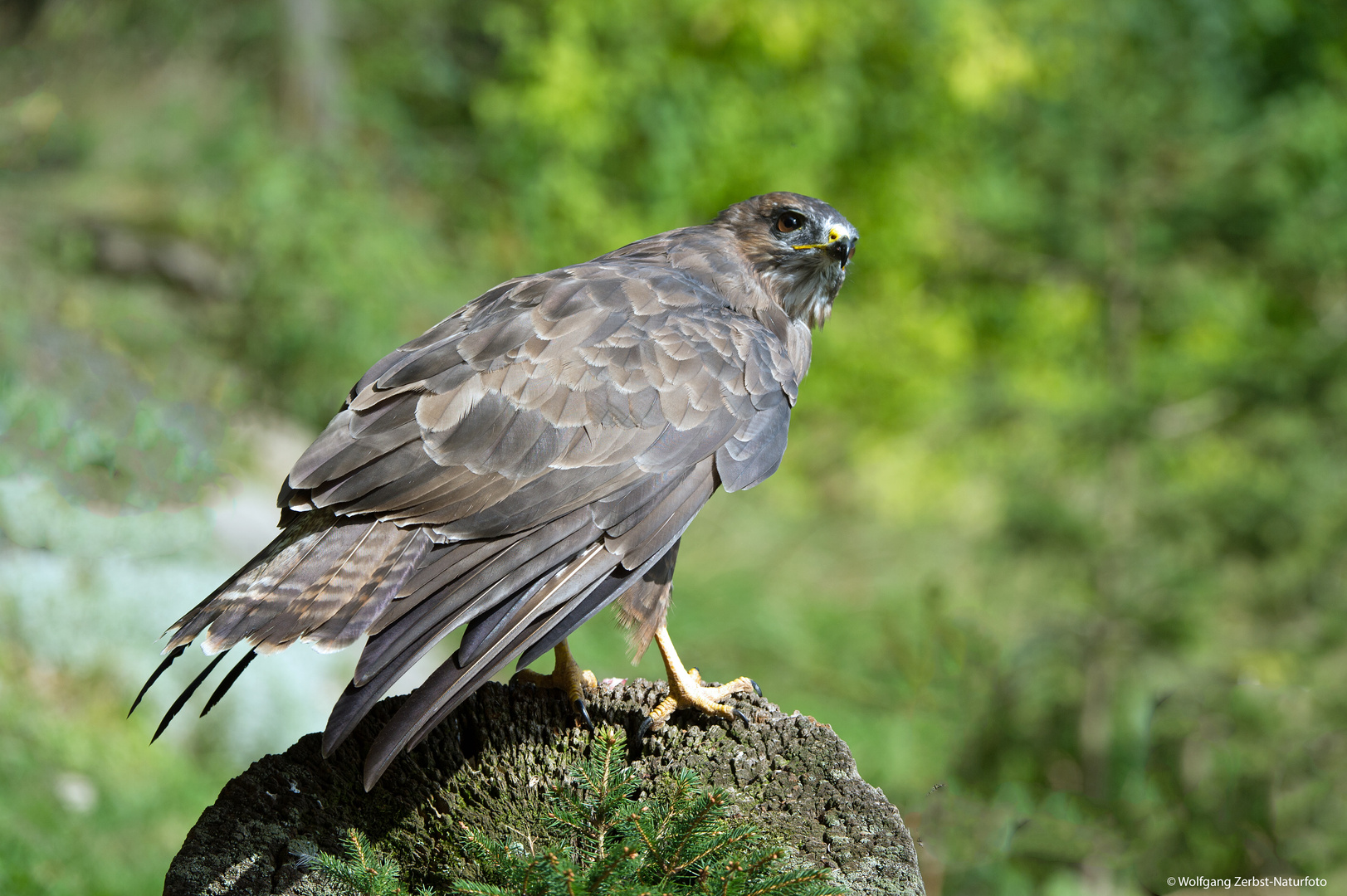 --- Bussard 1 ---    ( Buteo buteo )