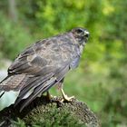 --- Bussard 1 ---    ( Buteo buteo )