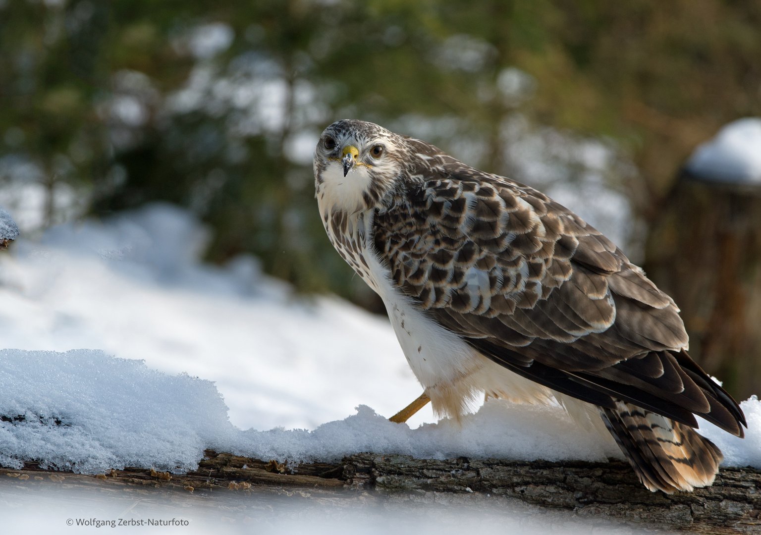 --- Bussard 1 ---   ( Buteo buteo )