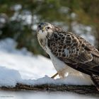 --- Bussard 1 ---   ( Buteo buteo )