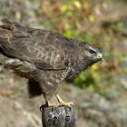 --- Bussard 1 ---   ( Buteo buteo )