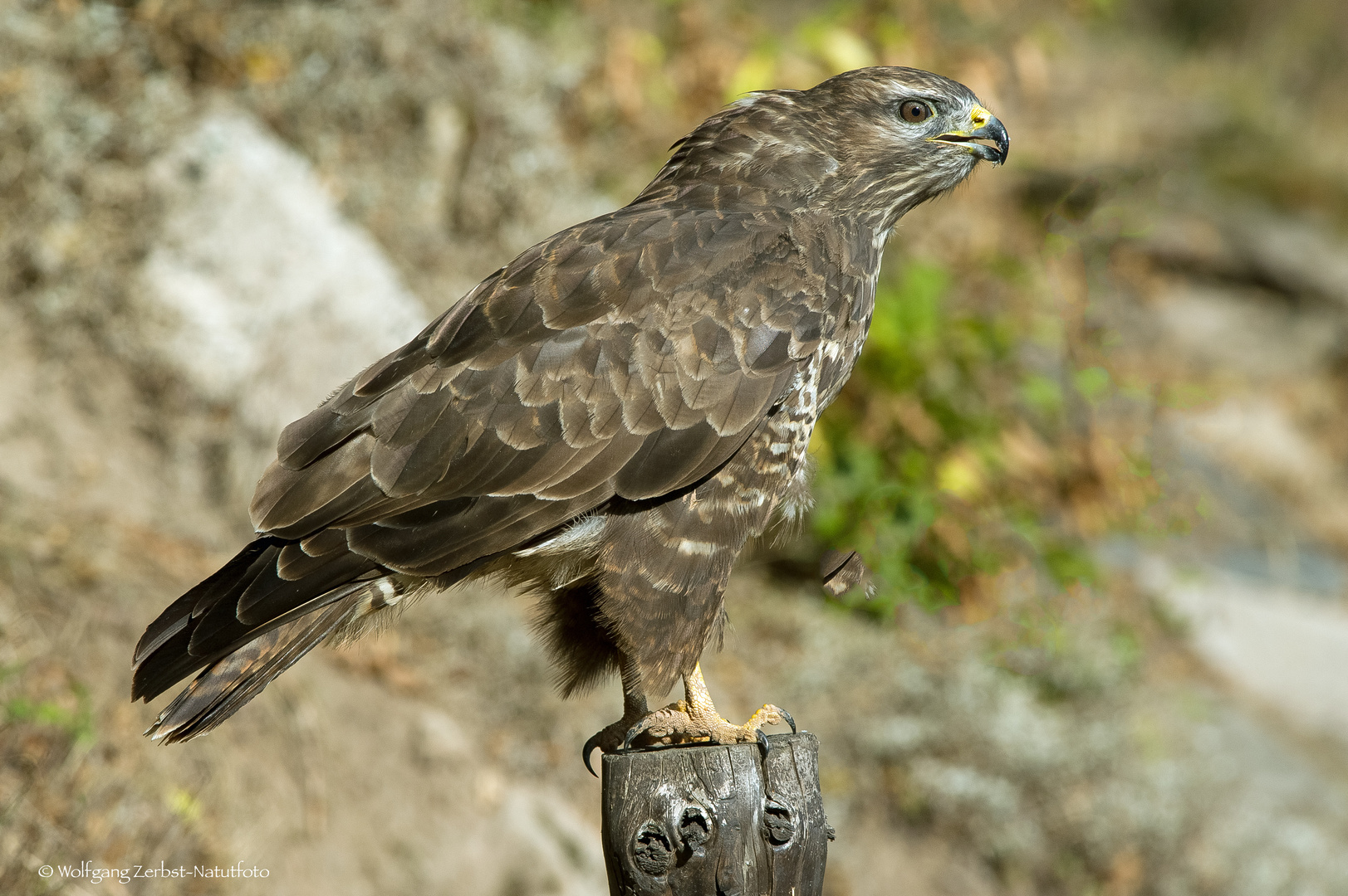 - Bussard 1 -   ( Buteo buteo )