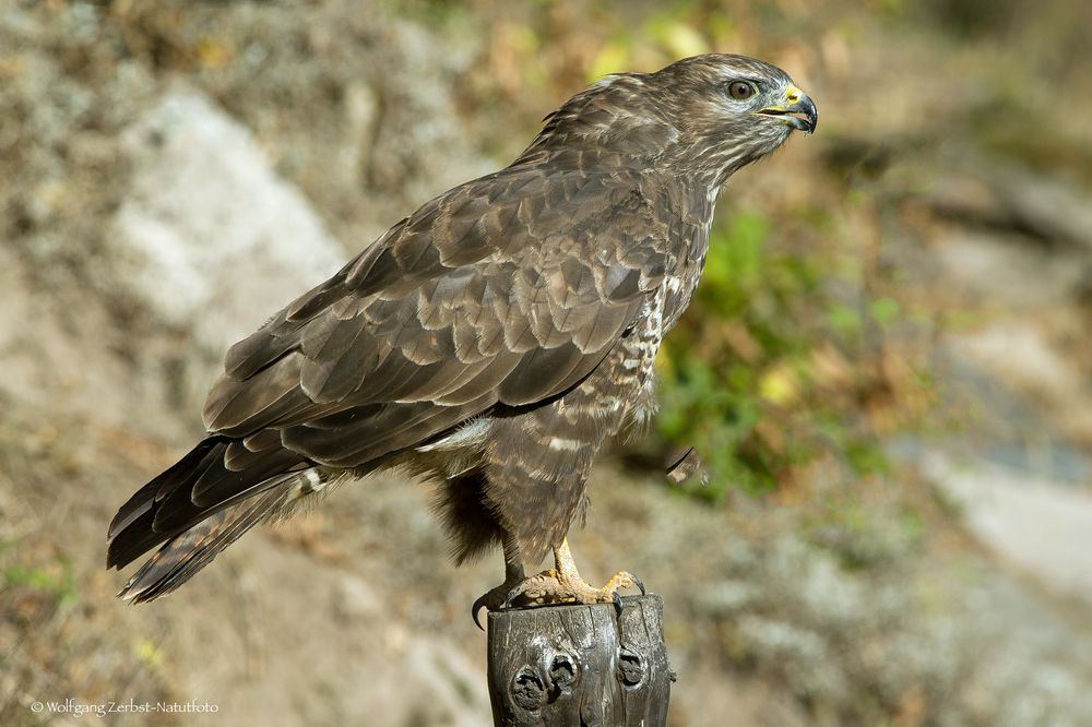 - Bussard 1 - ( Buteo buteo ) Foto & Bild | fotos, world, natur Bilder ... Buteo Buteo