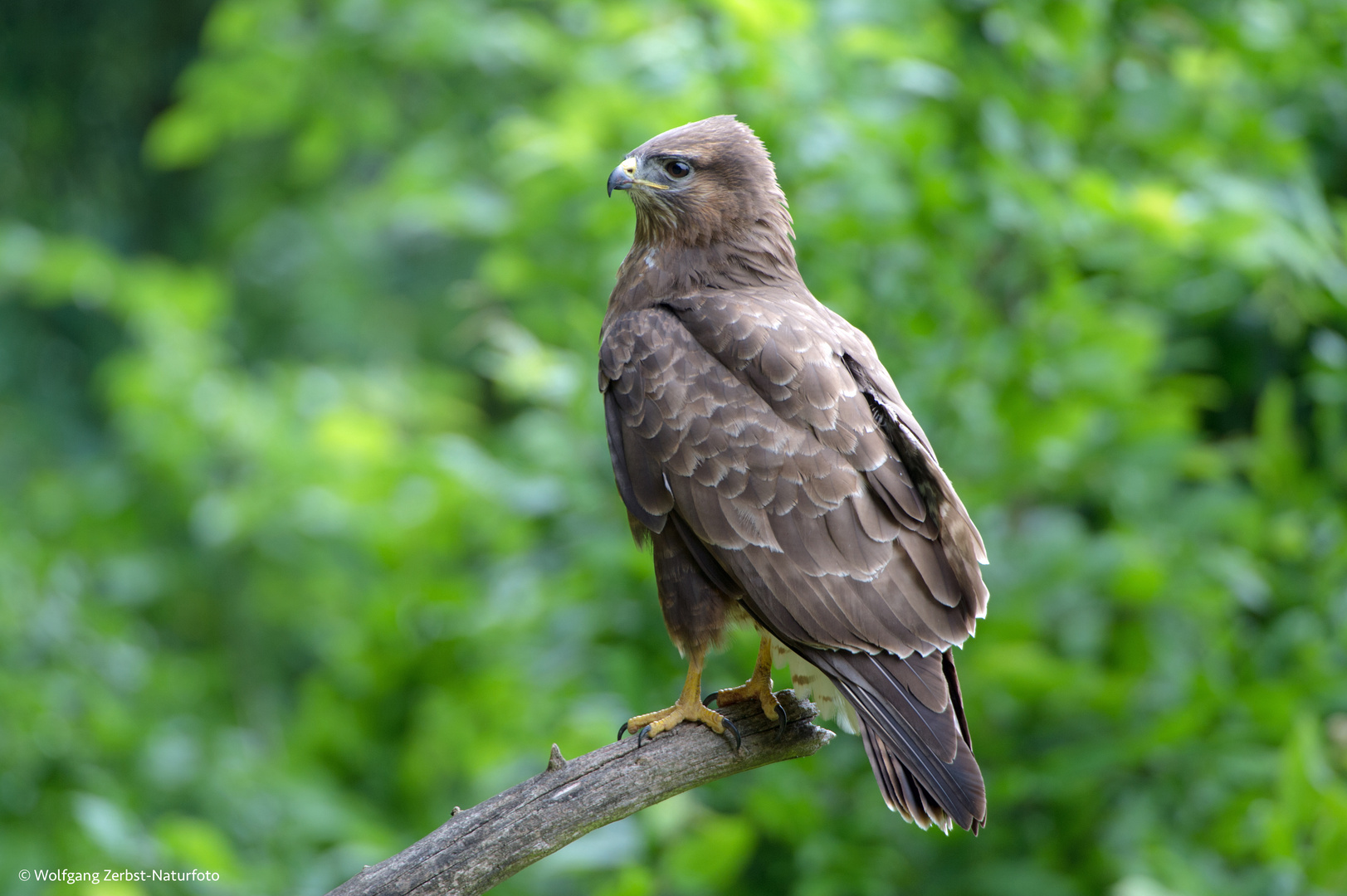 --- Bussard 1 ---  (  Buteo buteo )