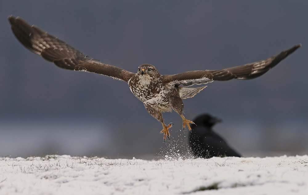 Bussard 1