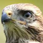 Bussard