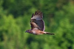 Bussard