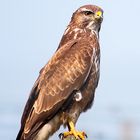 Bussard