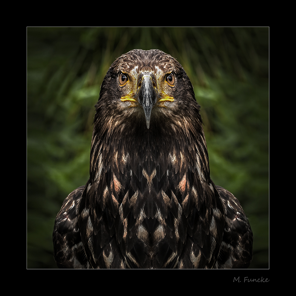 Bussard