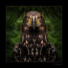 Bussard