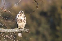 Bussard 