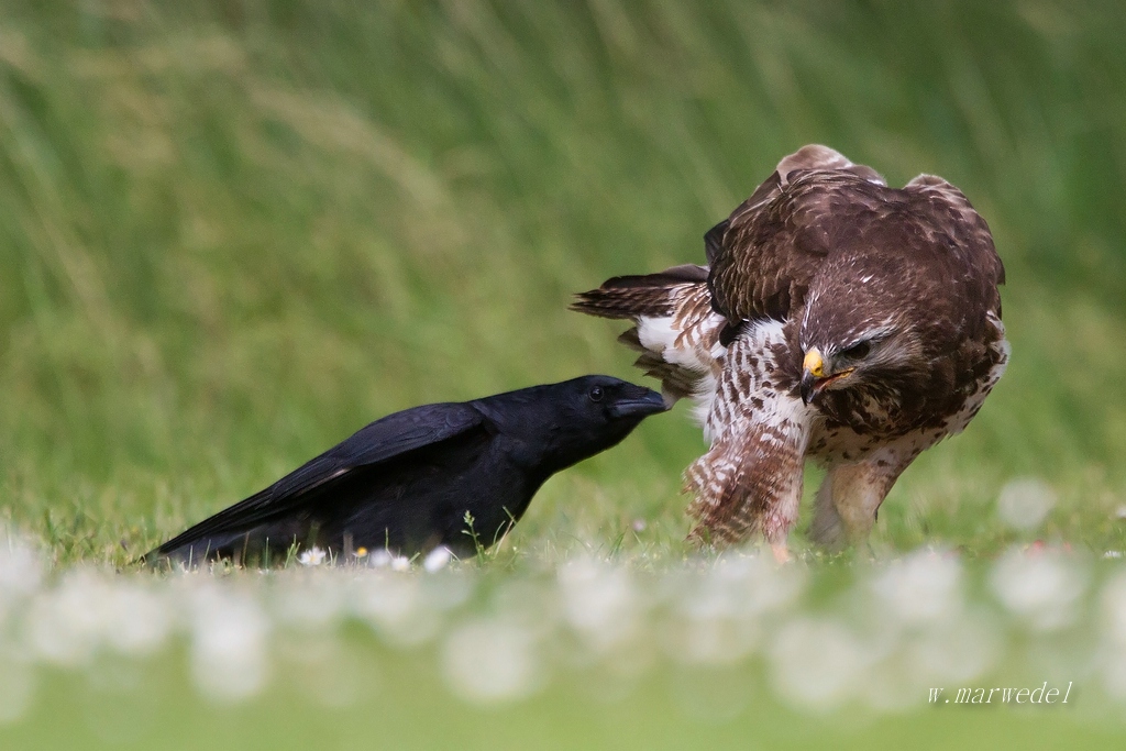 Bussard