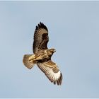 Bussard