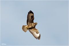 Bussard