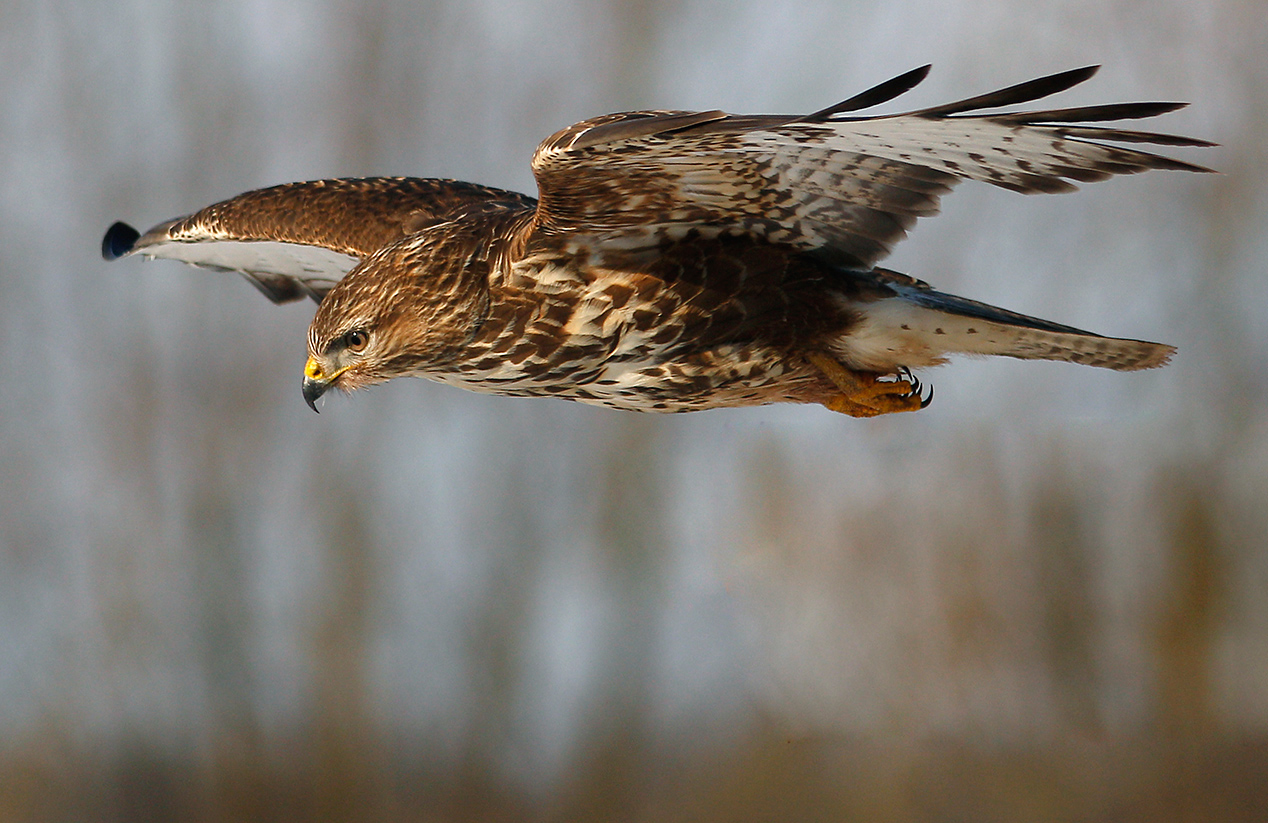 Bussard