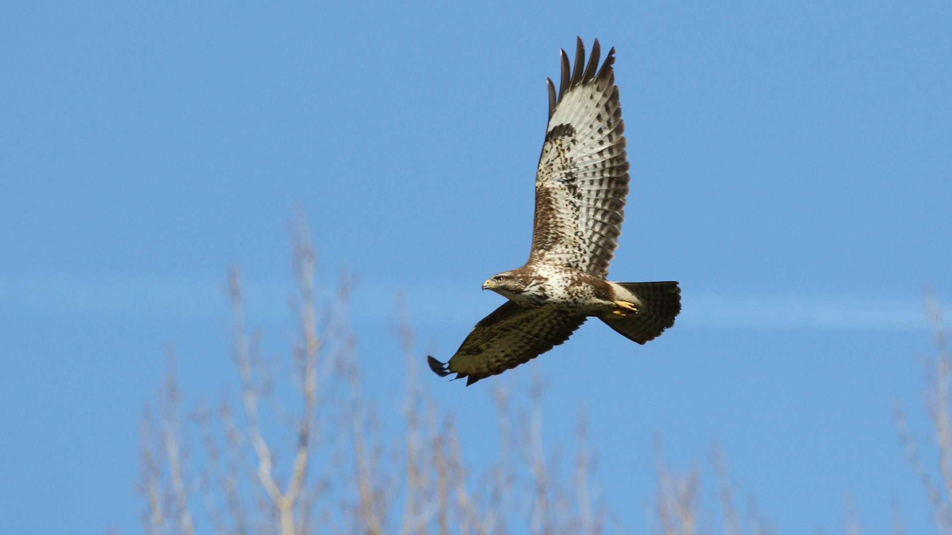 Bussard