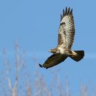 Bussard