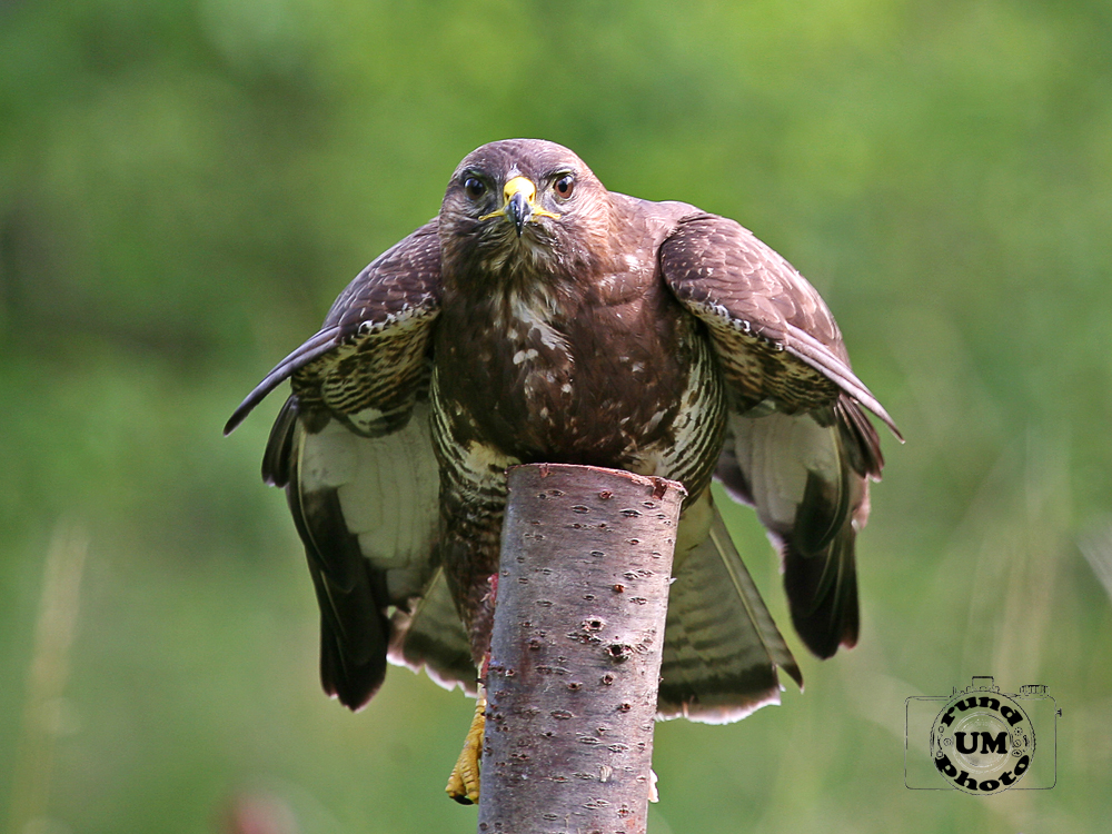 Bussard