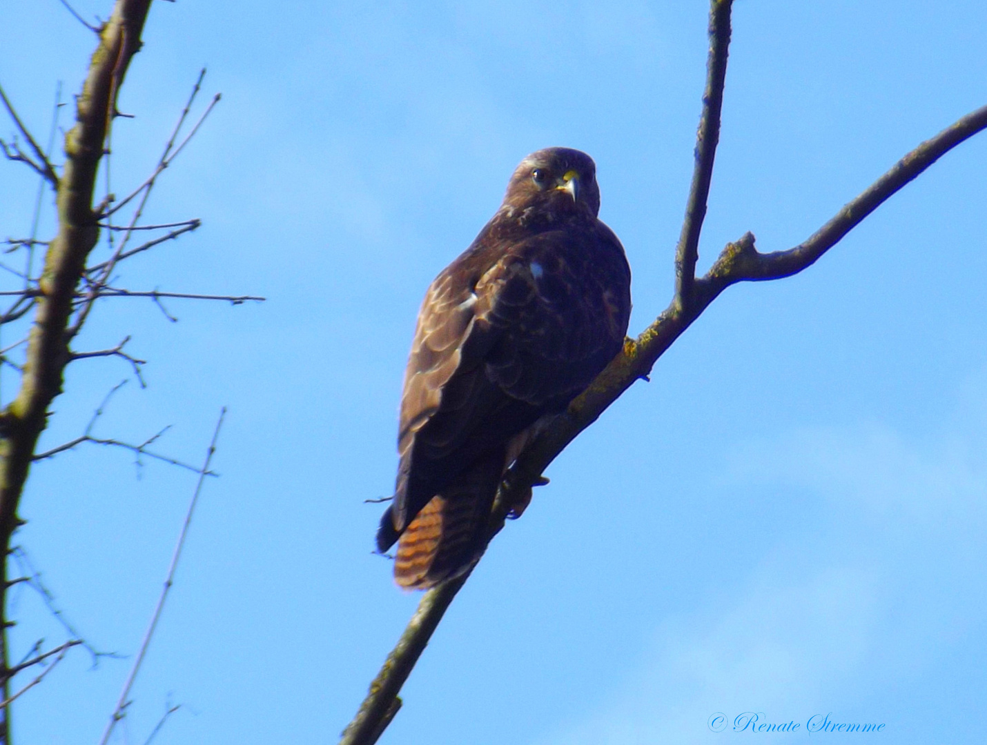 Bussard