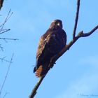 Bussard