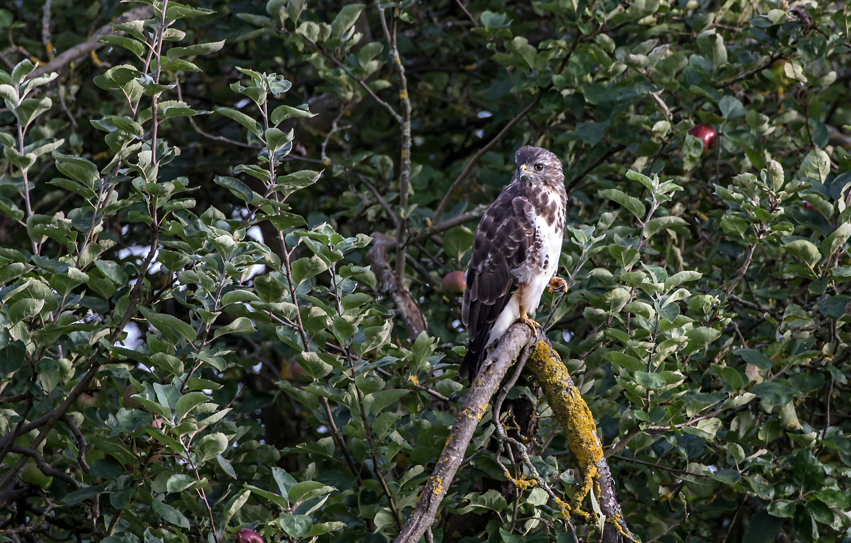 Bussard