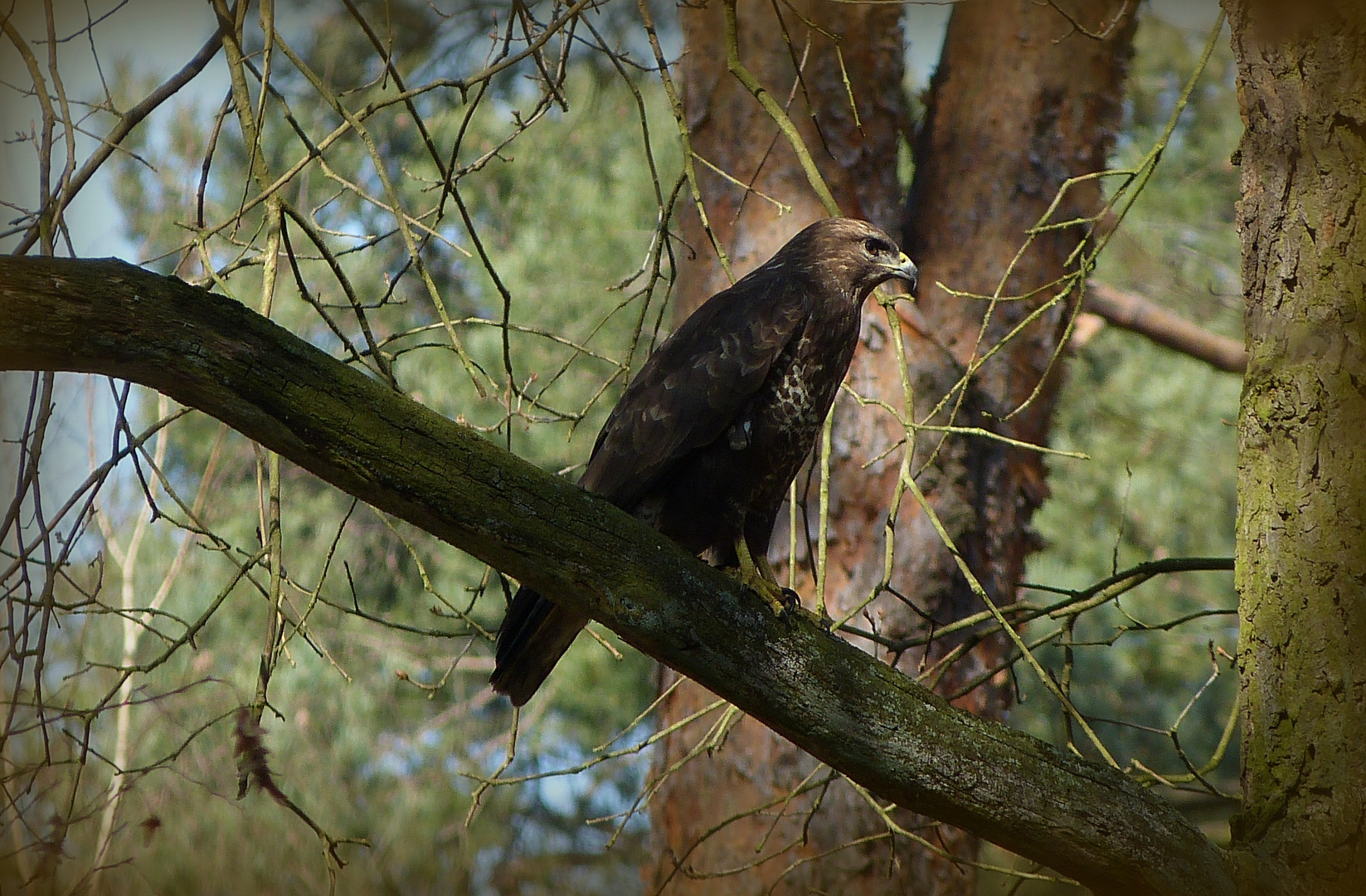 Bussard